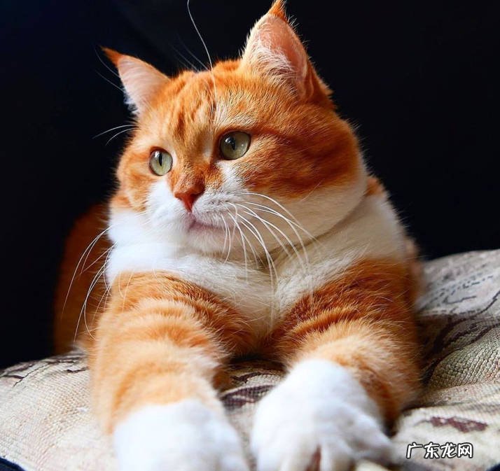 橘猫 人气高的中华田园猫有哪些