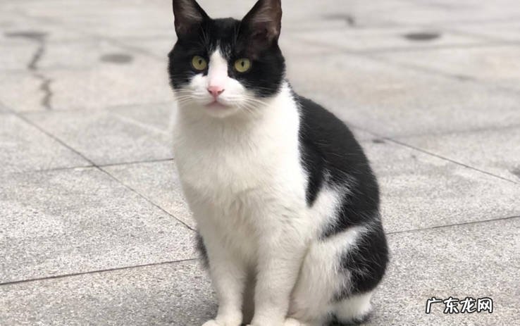 橘猫 人气高的中华田园猫有哪些