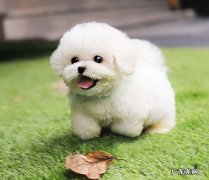 白色 什么颜色的泰迪受欢迎