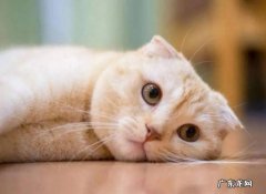 精神状态不好 哪些症状表明猫咪生病了
