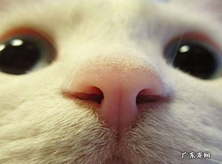 精神状态不好 哪些症状表明猫咪生病了