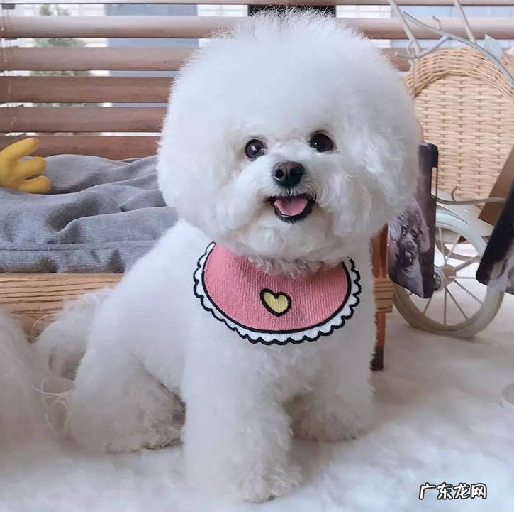 各有优点 新手适合养泰迪还是比熊