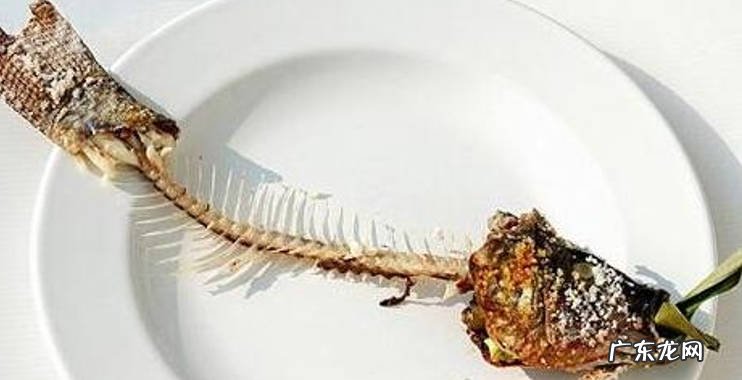 酒精 猫咪的饮食不能出现什么食物