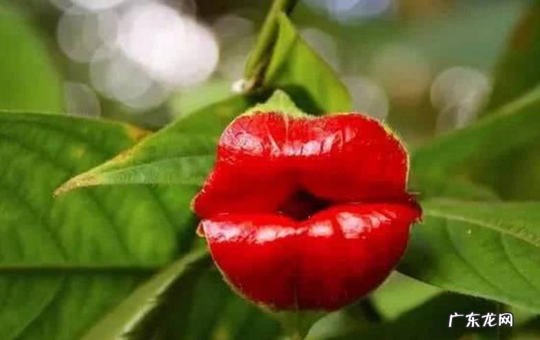 嘴唇花 哪些是让人感到恐怖的植物