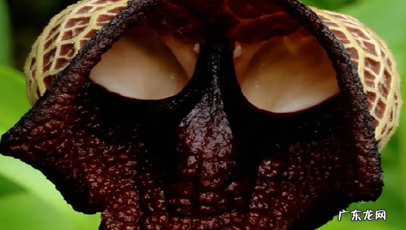 嘴唇花 哪些是让人感到恐怖的植物