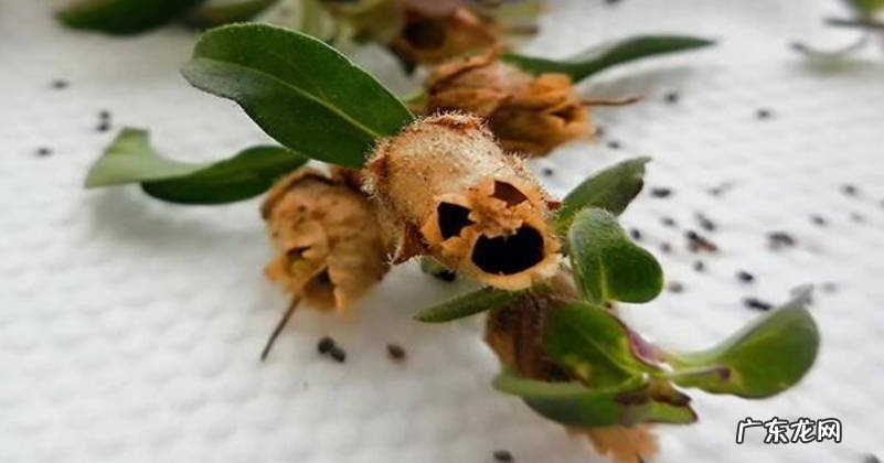 嘴唇花 哪些是让人感到恐怖的植物