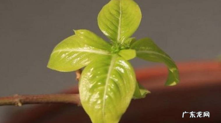 施肥 怎样处理长春花叶子萎缩