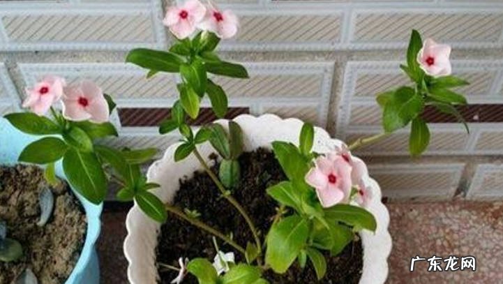 施肥 怎样处理长春花叶子萎缩