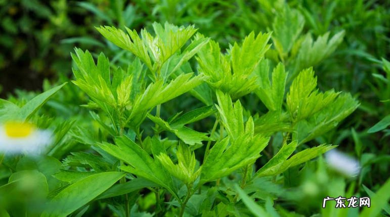 薄荷 蚊子最害怕的花草是什么