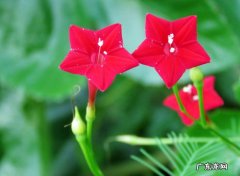 五星花 哪些观赏盆栽耐热耐晒