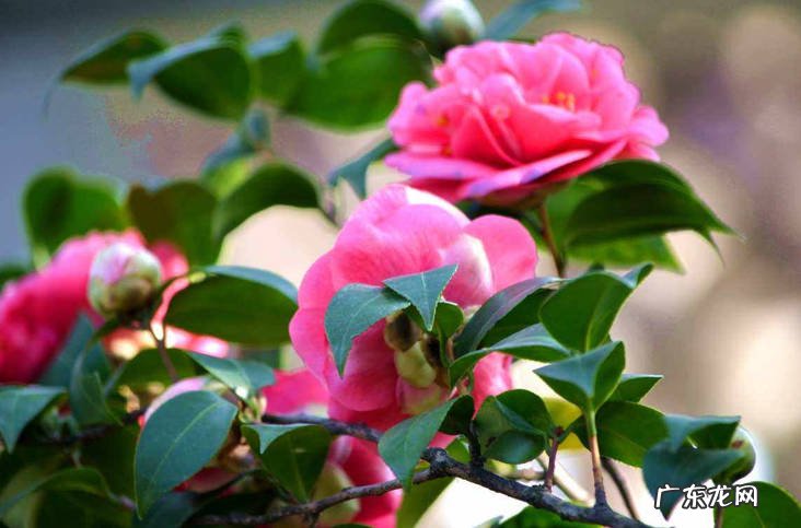 茶花 四大名花是什么