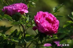 茶花 四大名花是什么