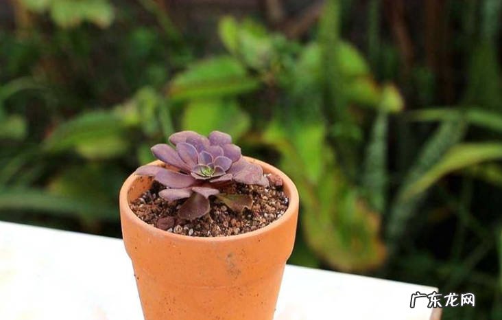 容器无需过大 多肉植物养殖指南
