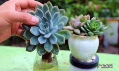 容器无需过大 多肉植物养殖指南