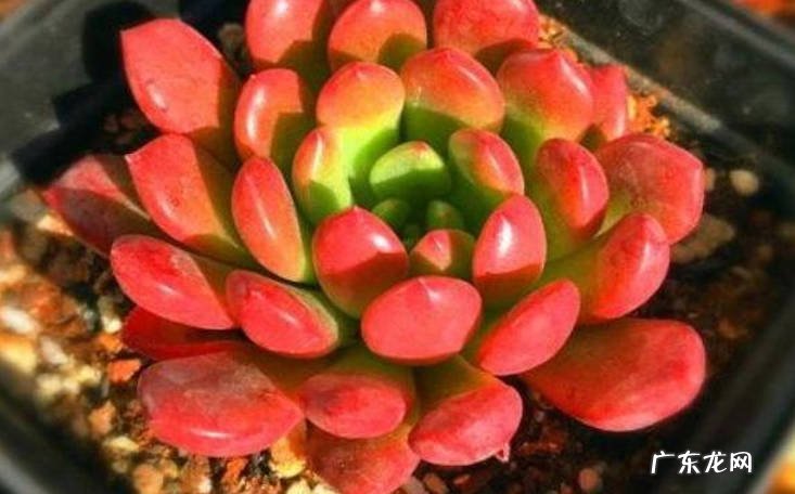 容器无需过大 多肉植物养殖指南
