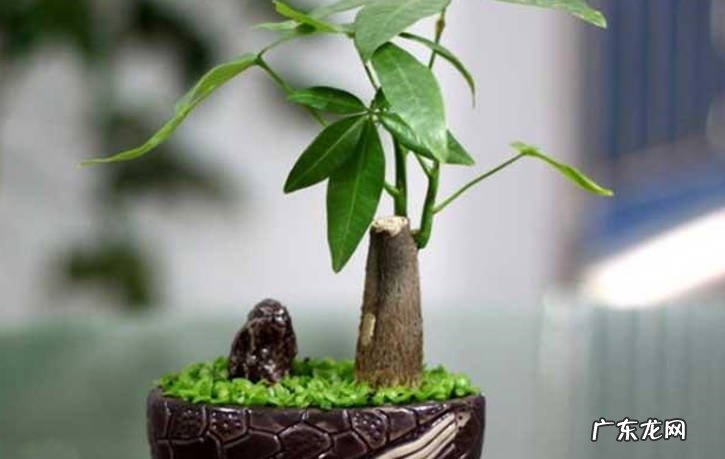 根茎植株需求养护 打造花开富贵的绝佳养护方法