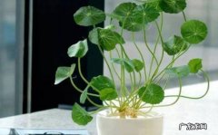 根茎植株需求养护 打造花开富贵的绝佳养护方法