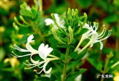 金银花 真正好养的花卉品种是什么