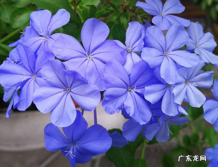 金银花 真正好养的花卉品种是什么