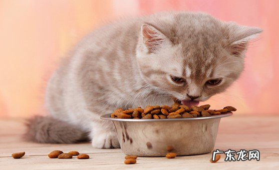 不做驱虫 冬天有什么错误的养猫行为