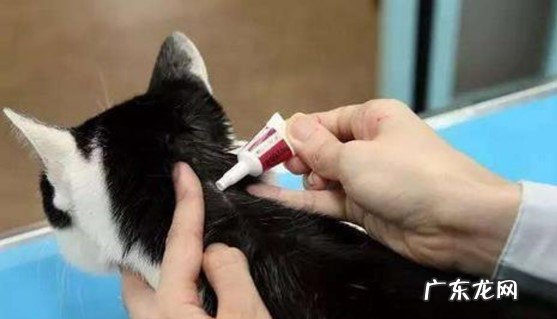 不做驱虫 冬天有什么错误的养猫行为