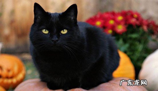 橘猫 哪些是养了就不亏的财气猫
