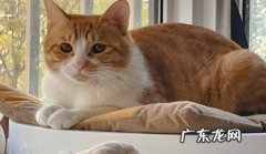 橘猫 哪些是养了就不亏的财气猫
