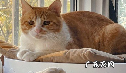 橘猫 哪些是养了就不亏的财气猫