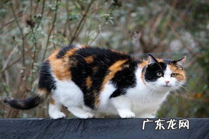 橘猫 哪些是养了就不亏的财气猫