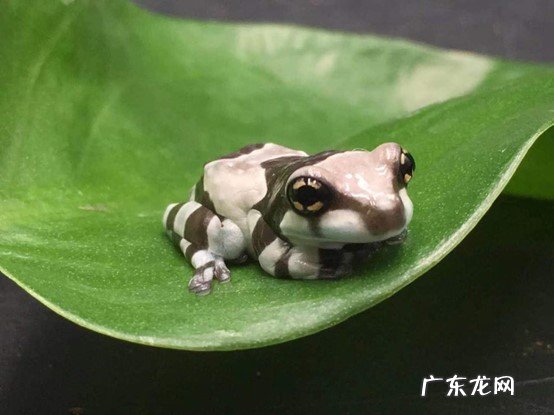角蛙 宠物蛙的品种有哪些