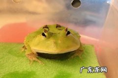 角蛙 宠物蛙的品种有哪些