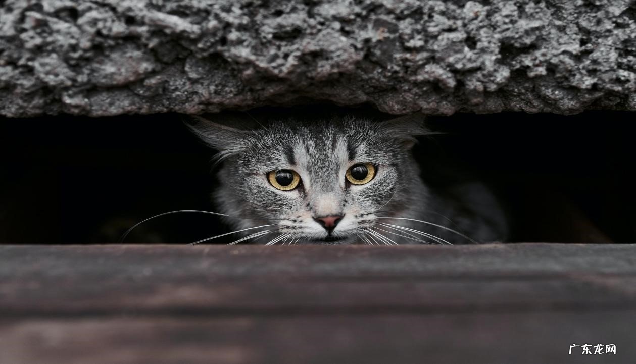 粘人 猫咪离去前有什么举动