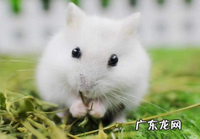 三线仓鼠 适合新手的仓鼠品种有哪些