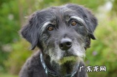 毛发变化 老了的狗狗有什么征兆
