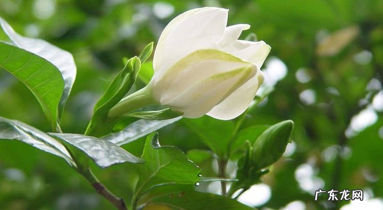 施肥 养护栀子花的秘籍是什么