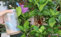 施肥 养护栀子花的秘籍是什么