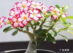 沙漠玫瑰 冬天养哪些花需要控水
