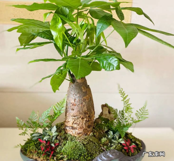 沙漠玫瑰 冬天养哪些花需要控水