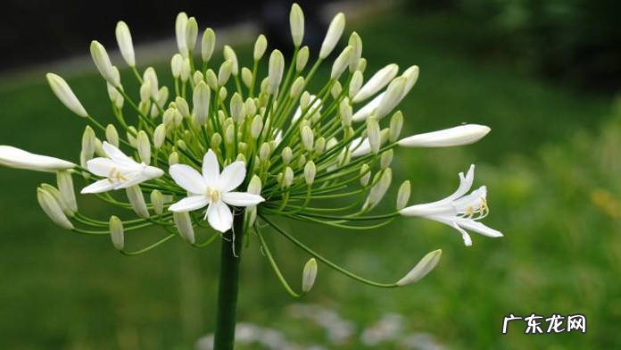 有影响 冬季对百子莲和莲花有没有影响