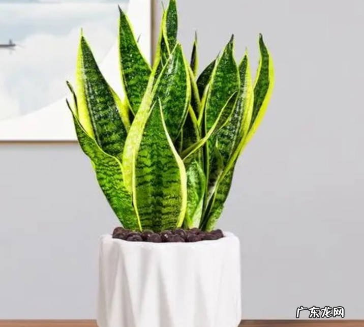 虎皮兰 哪些植物喜欢旱养