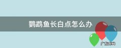 鹦鹉鱼长白点怎么办 鹦鹉鱼鱼鳍有白点怎么办