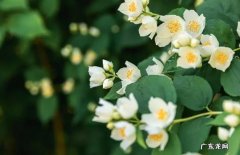 茉莉花 大花盆适合种什么花