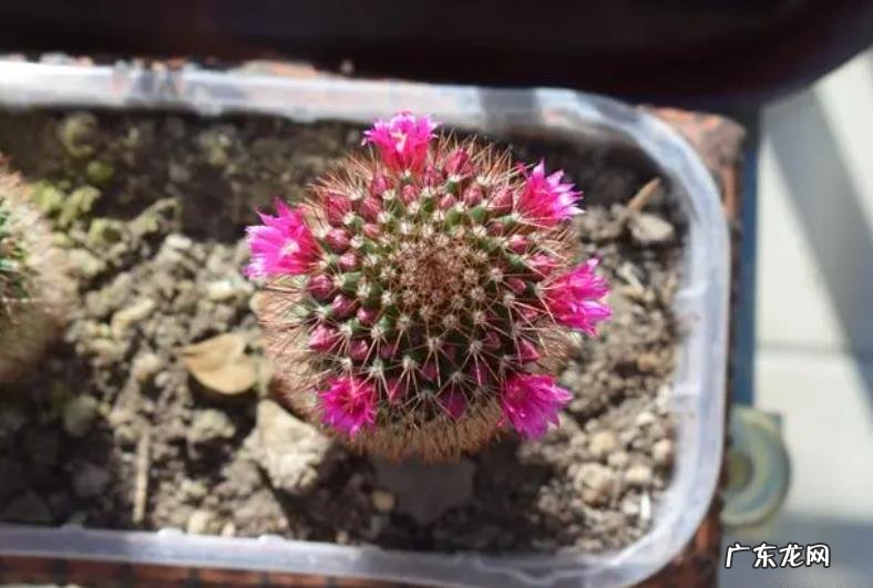 茉莉花 大花盆适合种什么花
