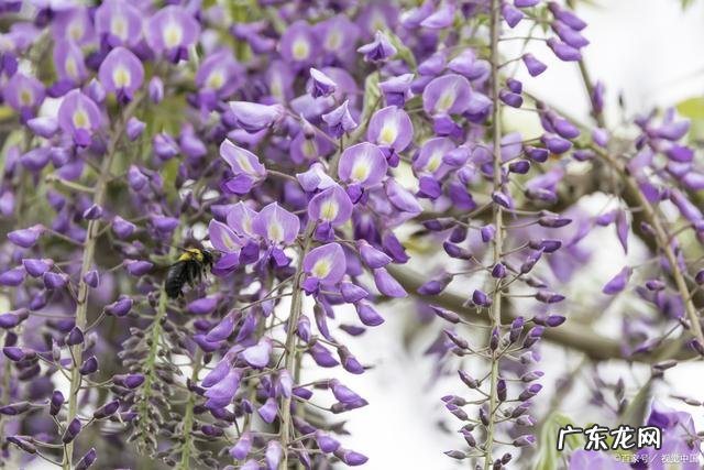 茉莉花 大花盆适合种什么花