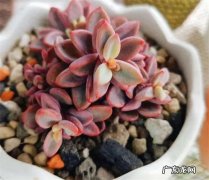 老人适合带孩子的类型？
