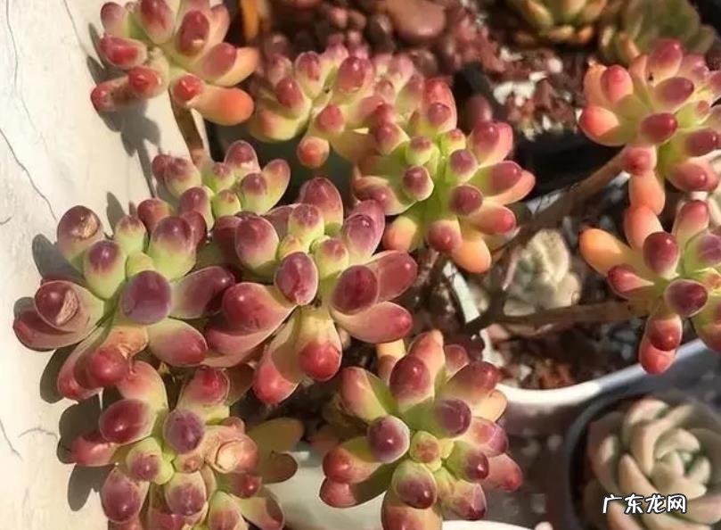 哪些容易上色的多肉植物?