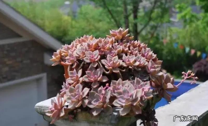 哪些容易上色的多肉植物?