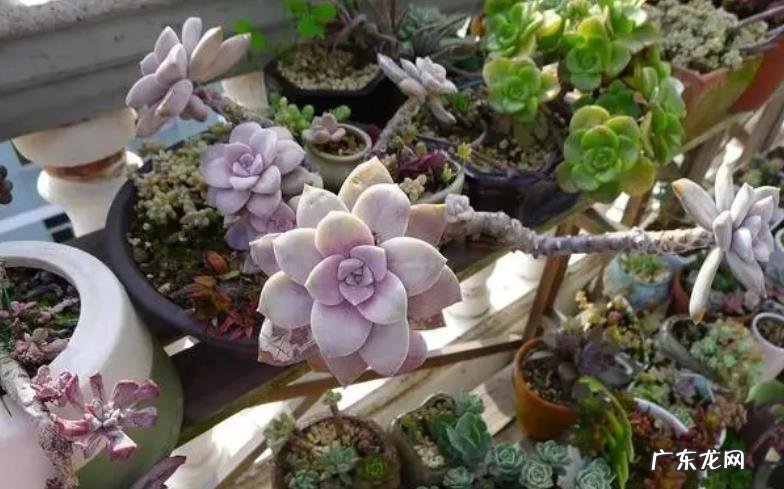 哪些容易上色的多肉植物?