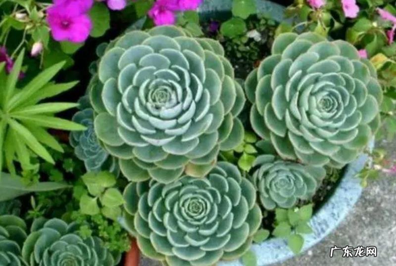 哪些多肉中的“大坑货”?