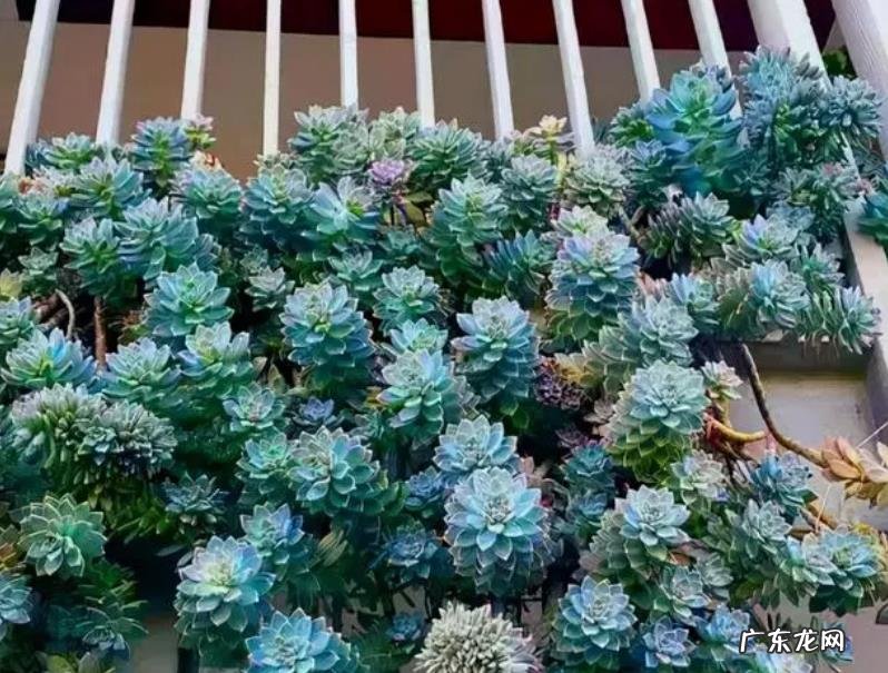 哪些多肉中的“大坑货”?